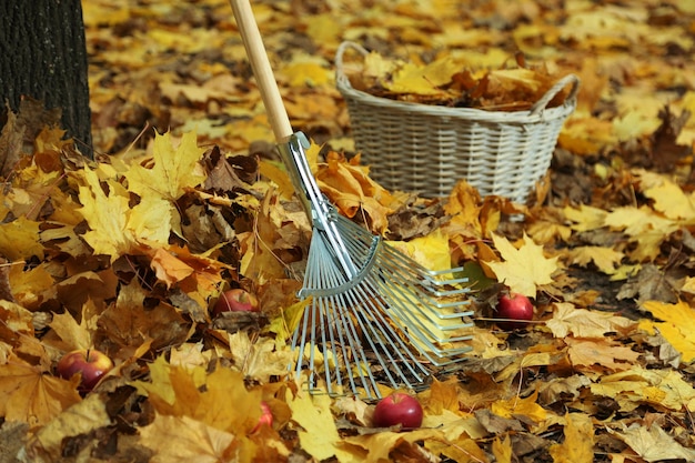 Limpieza de hojas de otoño en el parque