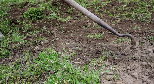 Limpieza de malas hierbas en el jardín de la huerta de la granja enfoque selectivo