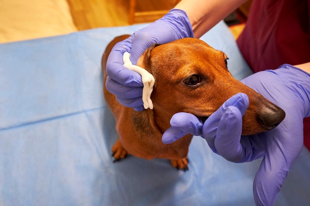 Limpieza de las orejas de un perro en una clínica veterinaria Veterinario examinando a un perro