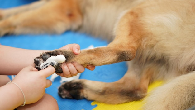 Limpieza de pata o pie de perro en casa