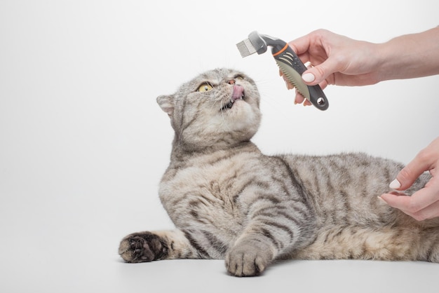 Limpieza del pelaje de un gato escocés un veterinario aislado