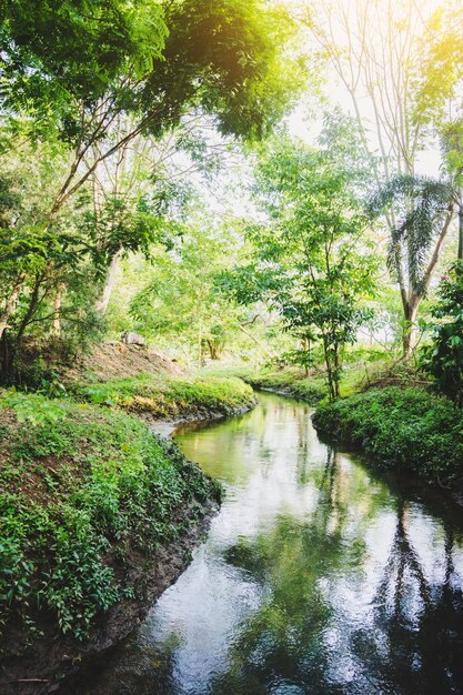 Limpo e natural de pequeno canal na Tailândia