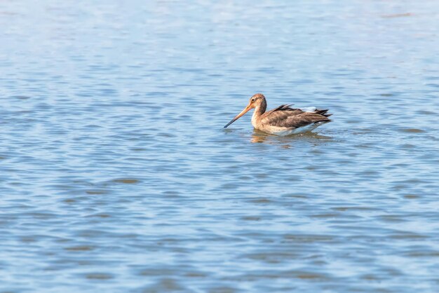 Limusinha-de-cauda-preta (Limosa limosa) Wader pássaro forrageando