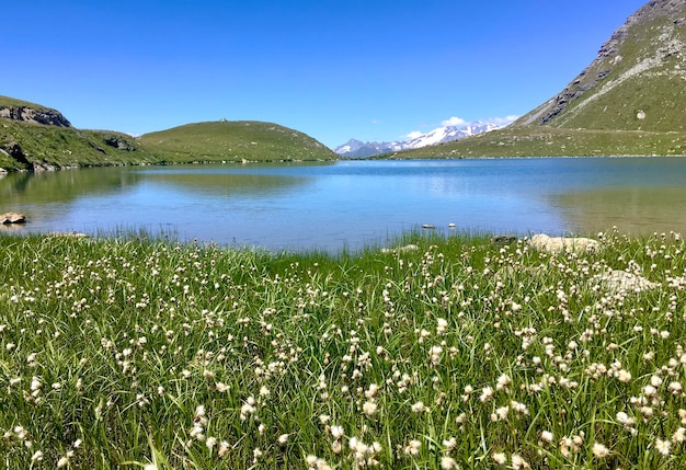 Linaigrette blüht Wollgras auf einer Wiese neben einem See in alpinen Bergen unter blauem Himmel