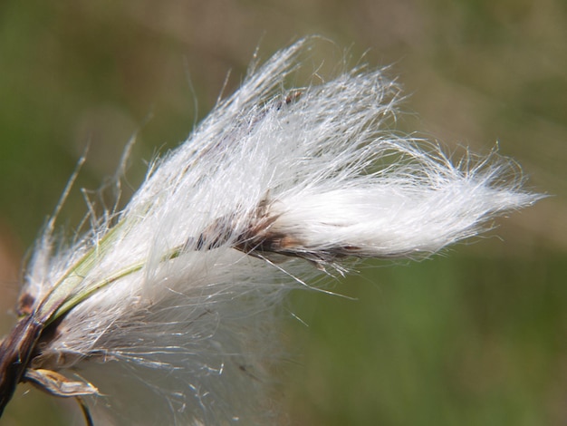 Linaigrette