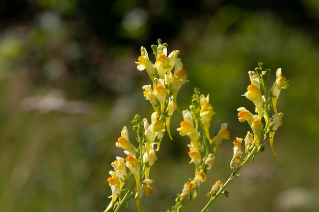 Linaria vulgaris comum toadflax flores silvestres amarelas que florescem no prado pequenas plantas em flor