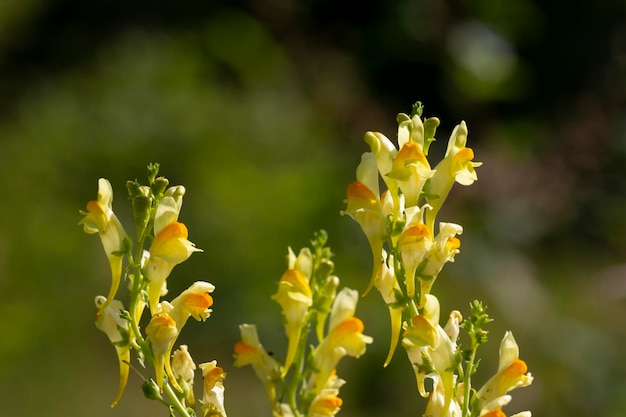 Linaria vulgaris común toadflax flores silvestres amarillas que florecen en el prado pequeñas plantas en flor