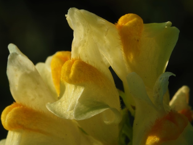 Linaria vulgaris flor en el sol de la mañana