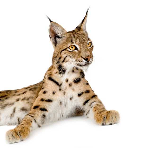 Lince en blanco