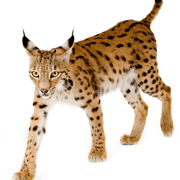 Lince en blanco