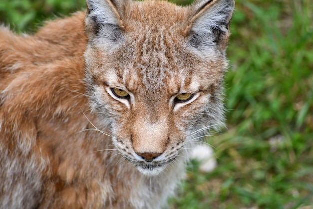 Lince boreal em ambiente natural