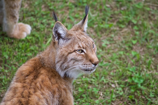 Foto lince boreal em ambiente natural