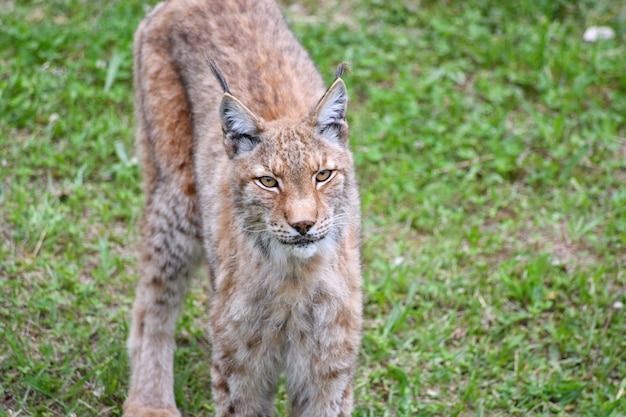 Foto lince boreal em ambiente natural