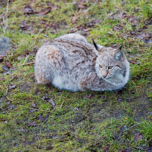 Lince cachorro joven en el fondo de la hierba