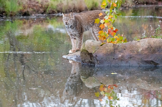 Lince de Canadá con reflejo en el agua en otoño