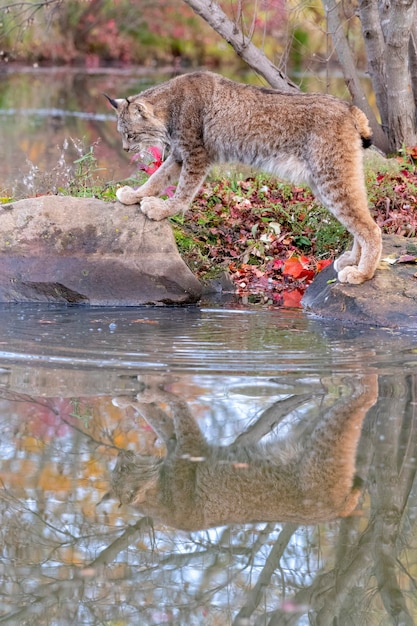 Lince de Canadá con reflejo en el agua en otoño