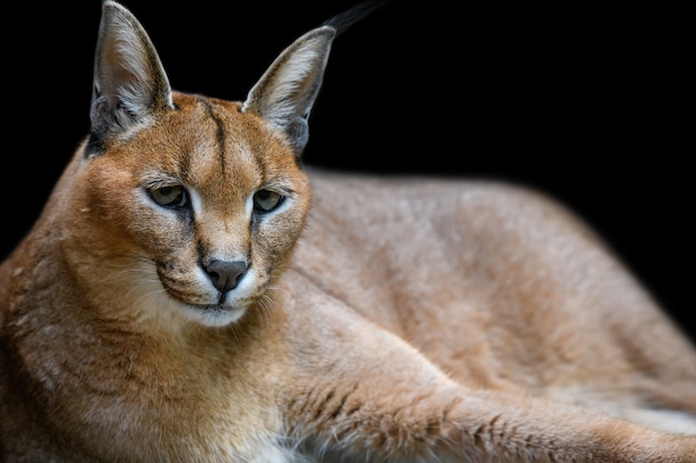 Lince caracal hermoso