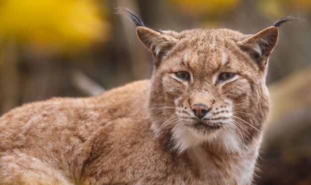 Lince da Eurásia