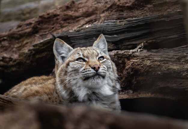 Lince da Eurásia