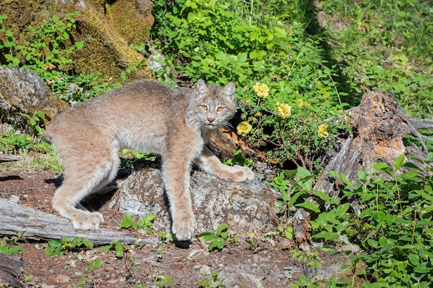 Lince do Canadá em uma encosta repleta de pedregulhos com rosas selvagens