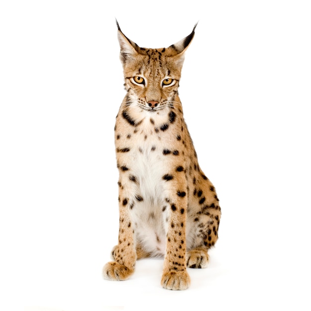 Lince em branco