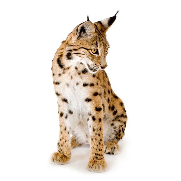 Lince em branco