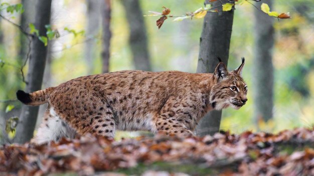 un lince está caminando por el bosque en el otoño