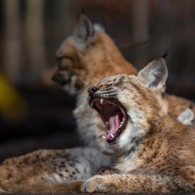 Foto el lince de eurasia