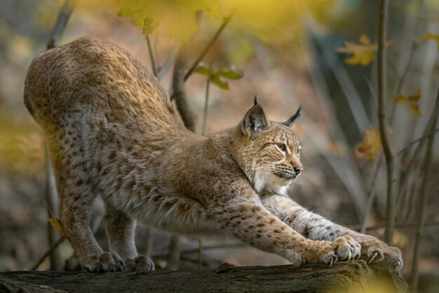 El lince de Eurasia