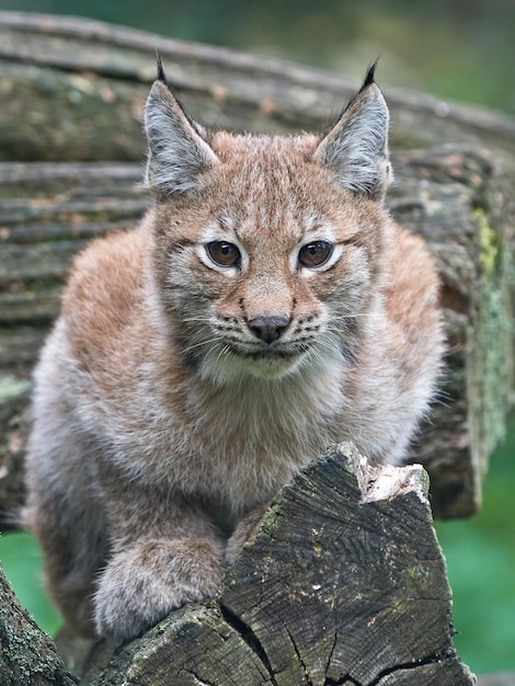 lince eurasiano lince lince