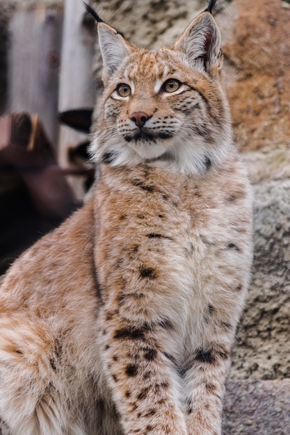 Lince eurasiático (Lynx lynx) sentado