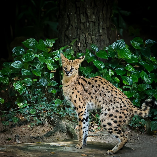 Lince eurasiático (Lynx Lynx)