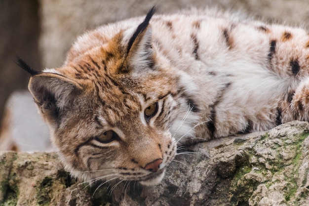 Lince-euro-asiático, olhando para baixo, (lince lince)