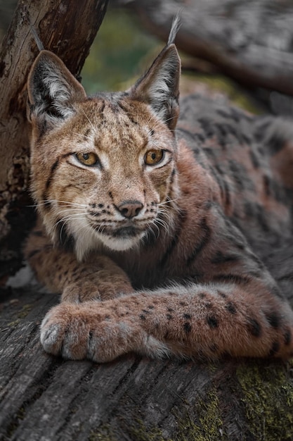 lince euro-asiático