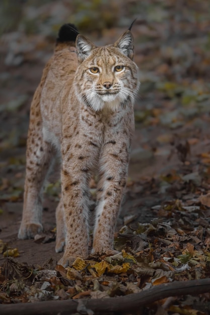 lince euro-asiático