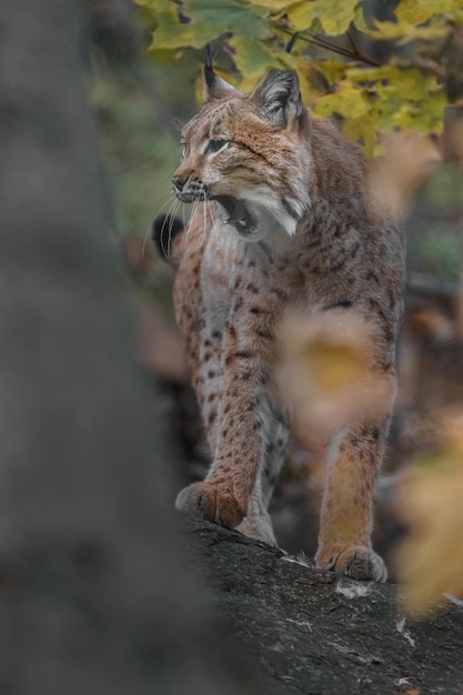 Lince euro-asiático