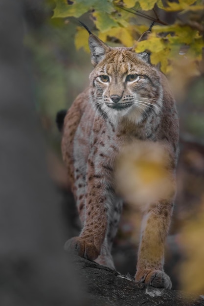 lince euro-asiático