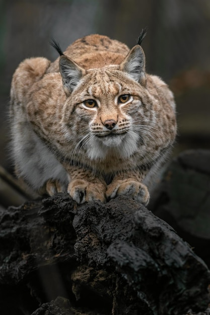 lince euro-asiático