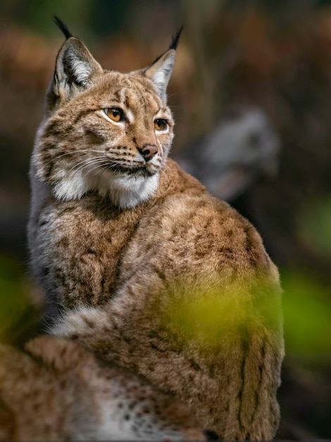 lince euro-asiático