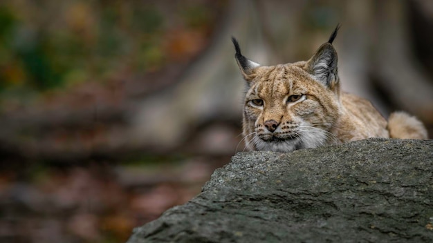 lince euro-asiático