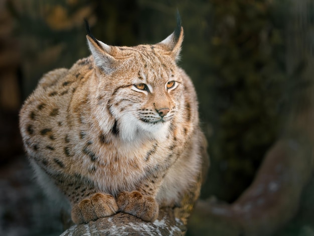 lince euro-asiático