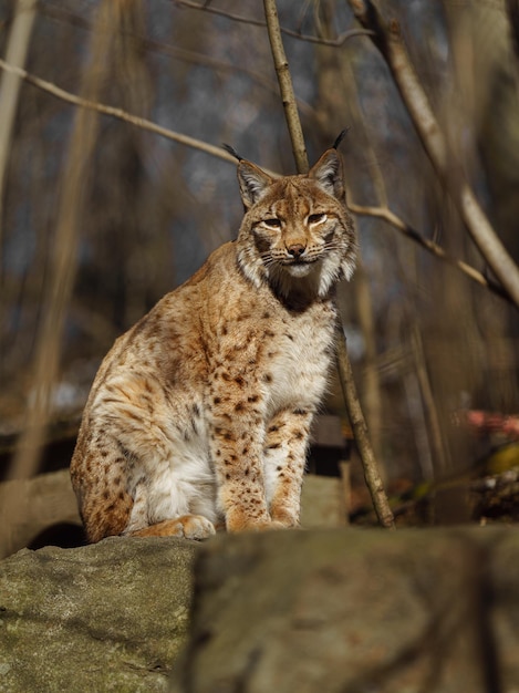 lince euro-asiático