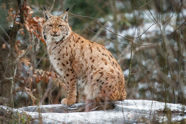 Lince euroasiano no parque nacional da Baviera no leste da Alemanha