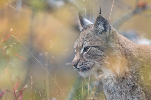 El lince euroasiático - Lynx lynx - animal adulto en vegetación de color otoñal