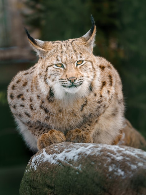 lince euroasiático