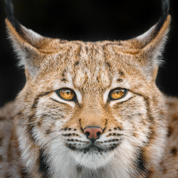 lince euroasiático