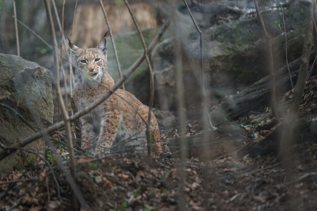 Foto lince euroasiático