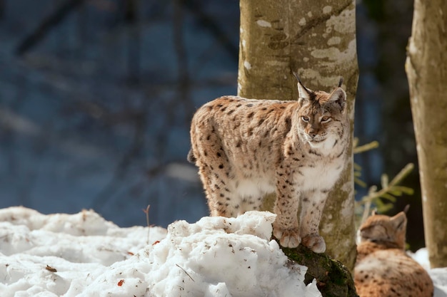 lince en el fondo de la nieve mientras te mira