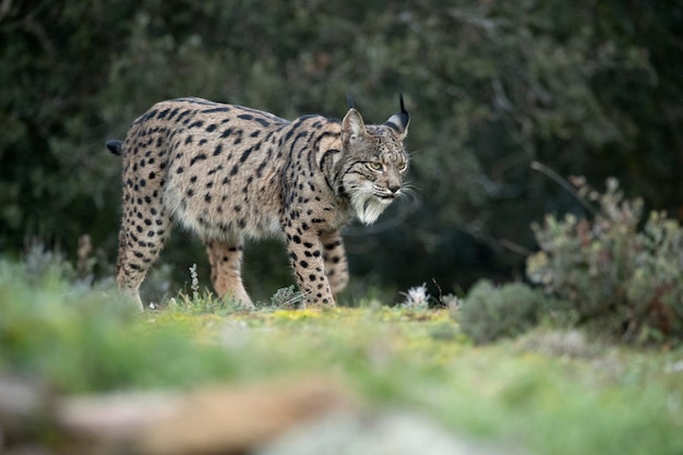 Lince ibérico en un bosque mediterráneo con las primeras luces de un frío día de invierno