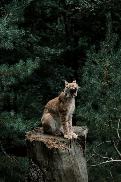 Lince ibérico bostezando encima de un tronco de árbol en medio del bosque